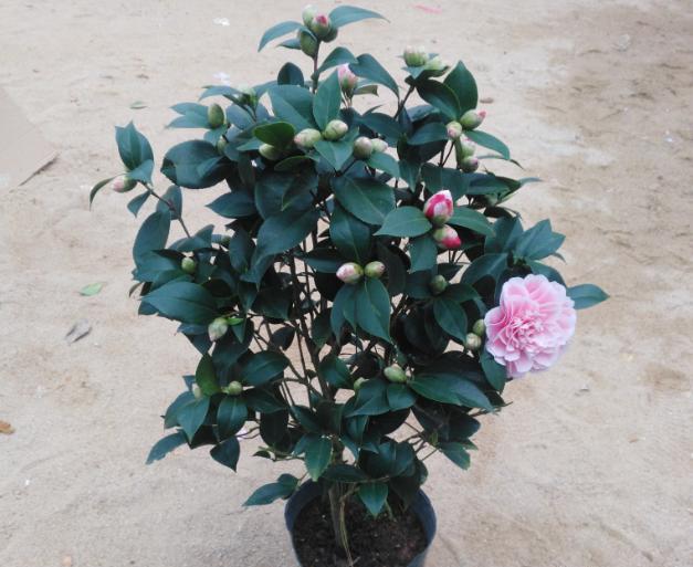 鳳仙花怎么修剪，什么季節可以修剪，鳳仙花哪個(gè)季節開(kāi)放？