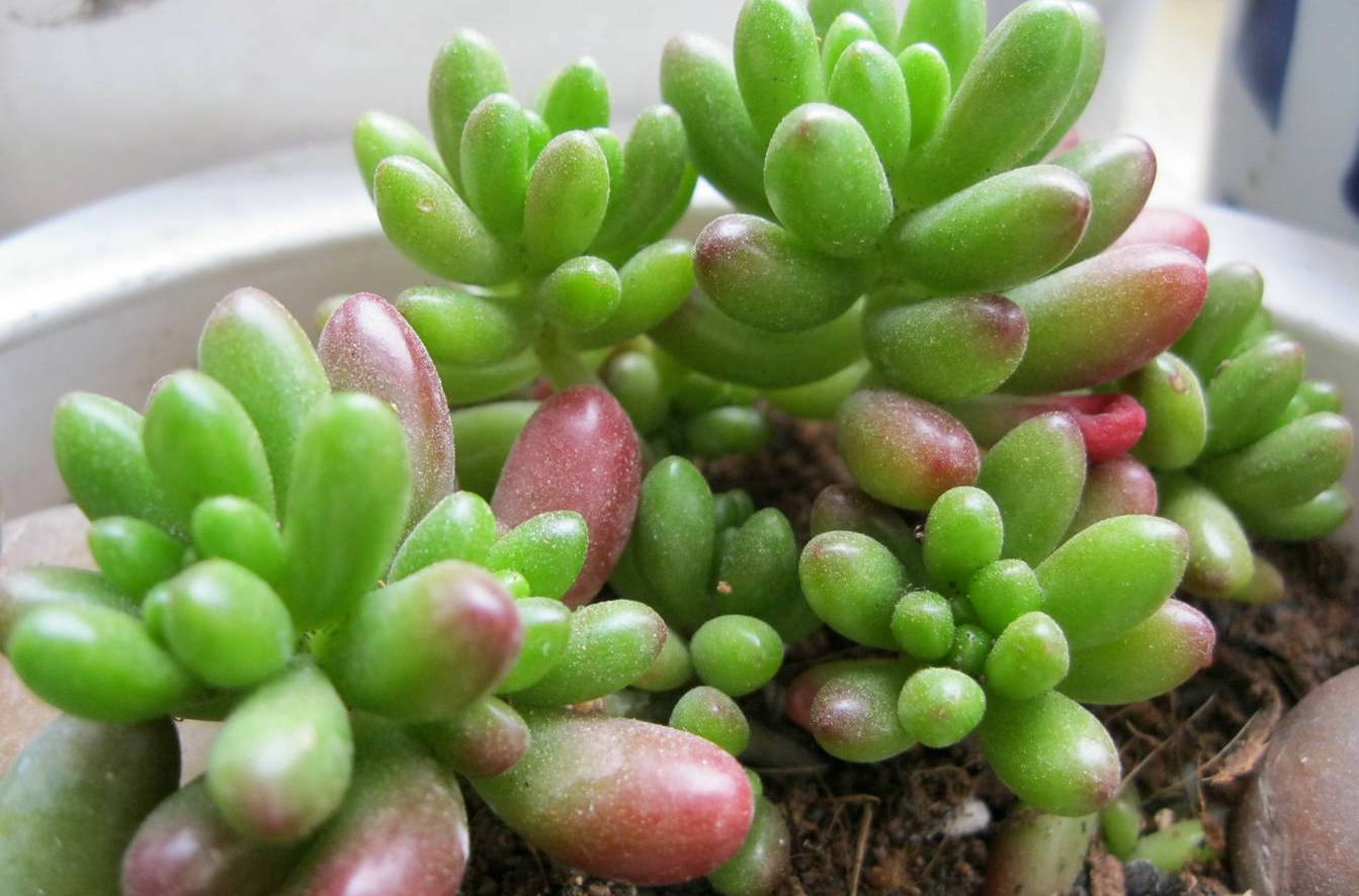 虹之玉徒長(cháng)怎么辦，虹之玉徒長(cháng)嚴重圖片？