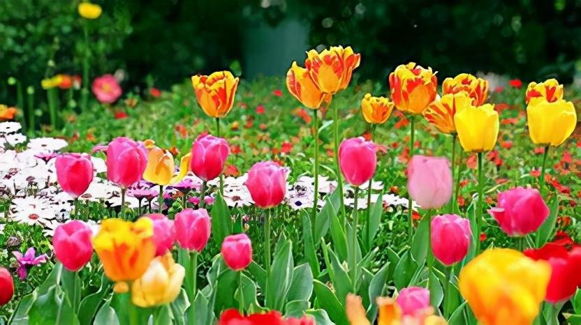 風(fēng)信子怎么度過(guò)冬天，冬天會(huì )被凍死嗎，風(fēng)信子冬季可以放室外？