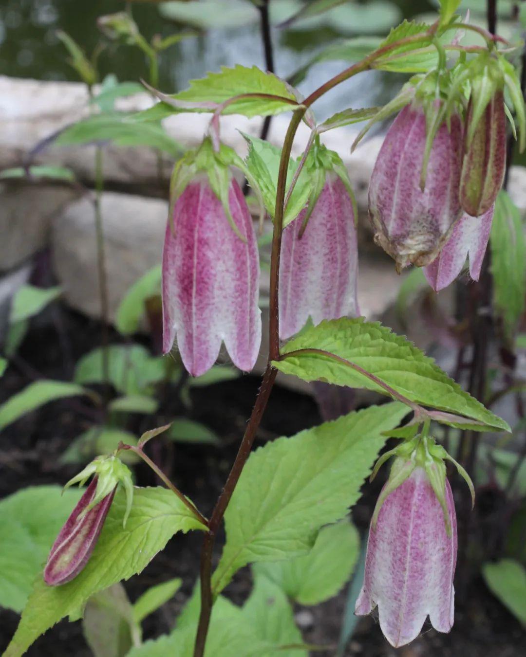 風(fēng)鈴草的繁殖方法，丹麥風(fēng)鈴草開(kāi)完花就不要了嗎？