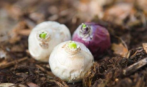 風(fēng)信子開(kāi)完花后怎么處理，怎么留種，風(fēng)信子土培好還水培好？