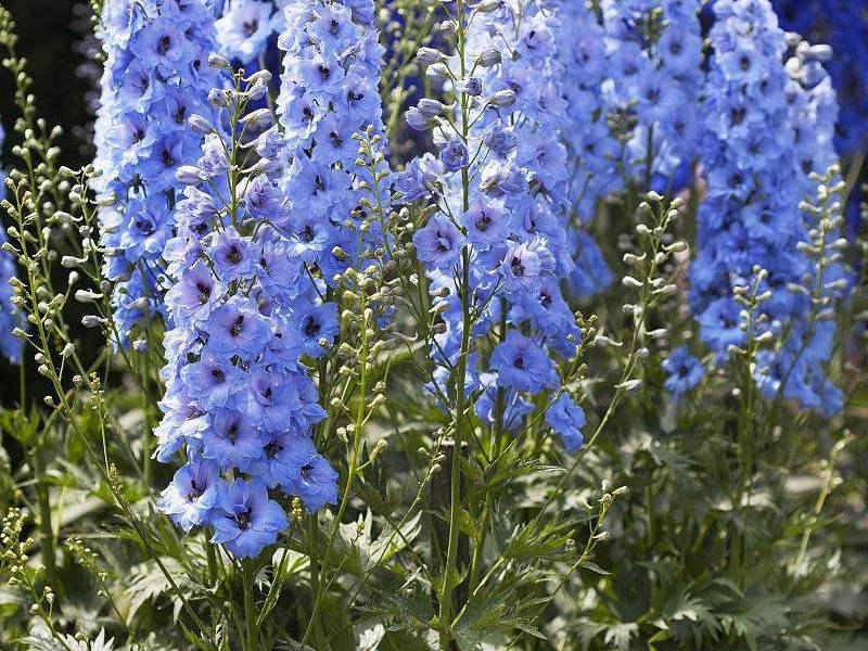 飛燕草如何施肥，大花飛燕草怎么過(guò)冬？