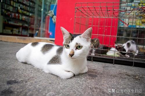 有價(jià)值三四百的貓嗎（三四百能買(mǎi)什么貓）