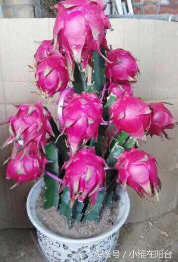 火龍果扦插后多久可以澆水，扦插多久結果，火龍果扦插后要澆水嗎？