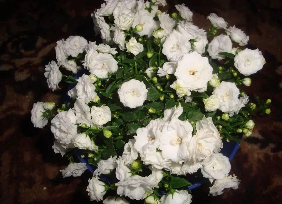 風(fēng)鈴草的繁殖方法，丹麥風(fēng)鈴草開(kāi)完花就不要了嗎？