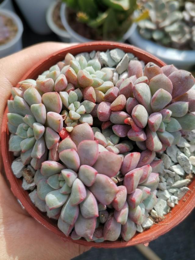 虹之玉怎么澆水，黃麗多肉植物圖片？