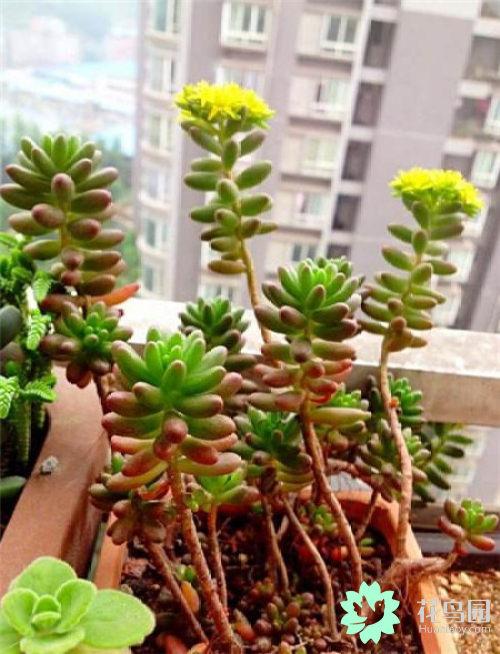 虹之玉開(kāi)花嗎，虹之玉開(kāi)花圖片欣賞？