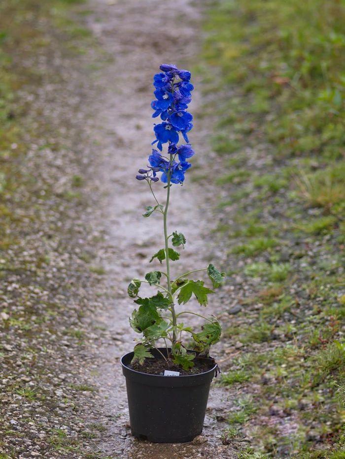 飛燕草的種植方法，冬天能過(guò)冬嗎，大花飛燕草怎么過(guò)冬？