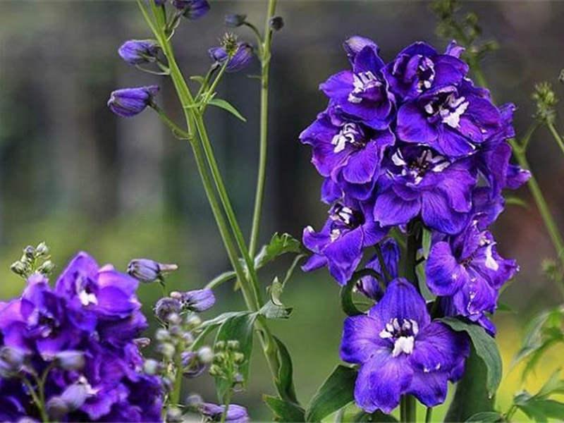 飛燕草如何施肥，大花飛燕草怎么過(guò)冬？