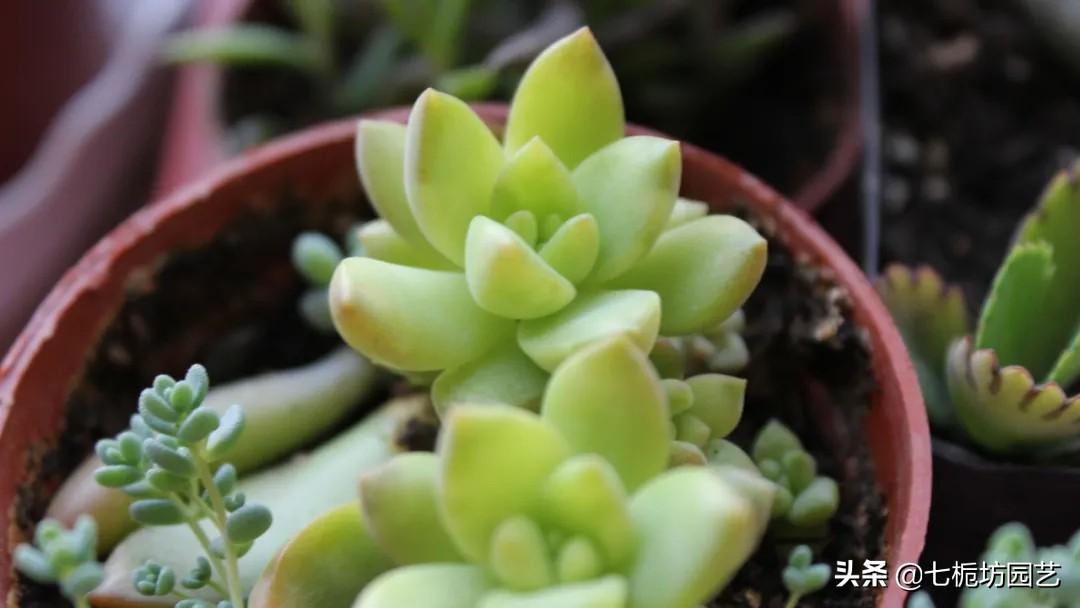 黃麗怎么施肥，黃麗怎么繁殖？