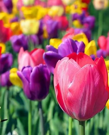 風(fēng)信子怎么度過(guò)冬天，冬天會(huì )被凍死嗎，風(fēng)信子冬季可以放室外？