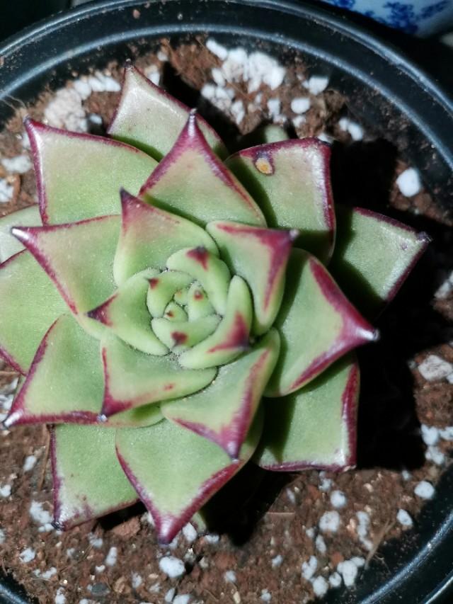 虹之玉怎么澆水，黃麗多肉植物圖片？