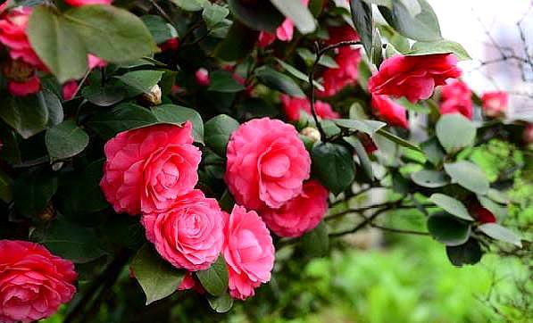 鳳仙花怎么修剪，什么季節可以修剪，鳳仙花哪個(gè)季節開(kāi)放？