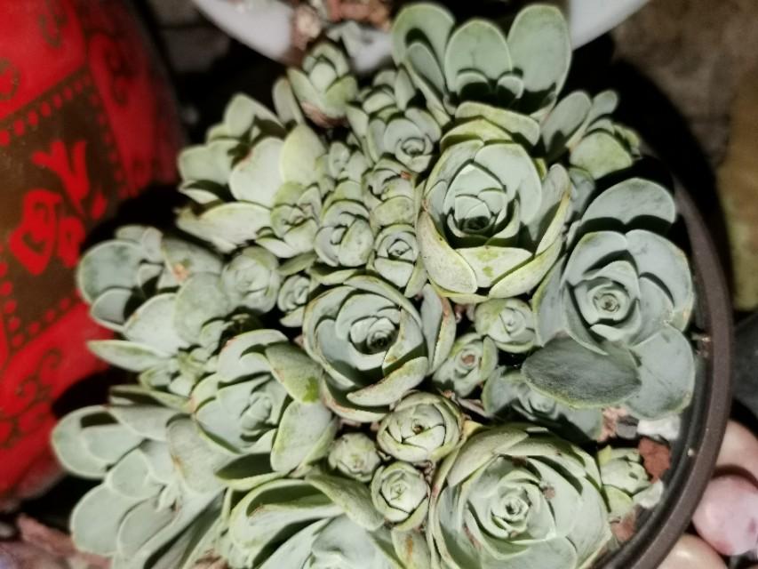 虹之玉怎么澆水，黃麗多肉植物圖片？