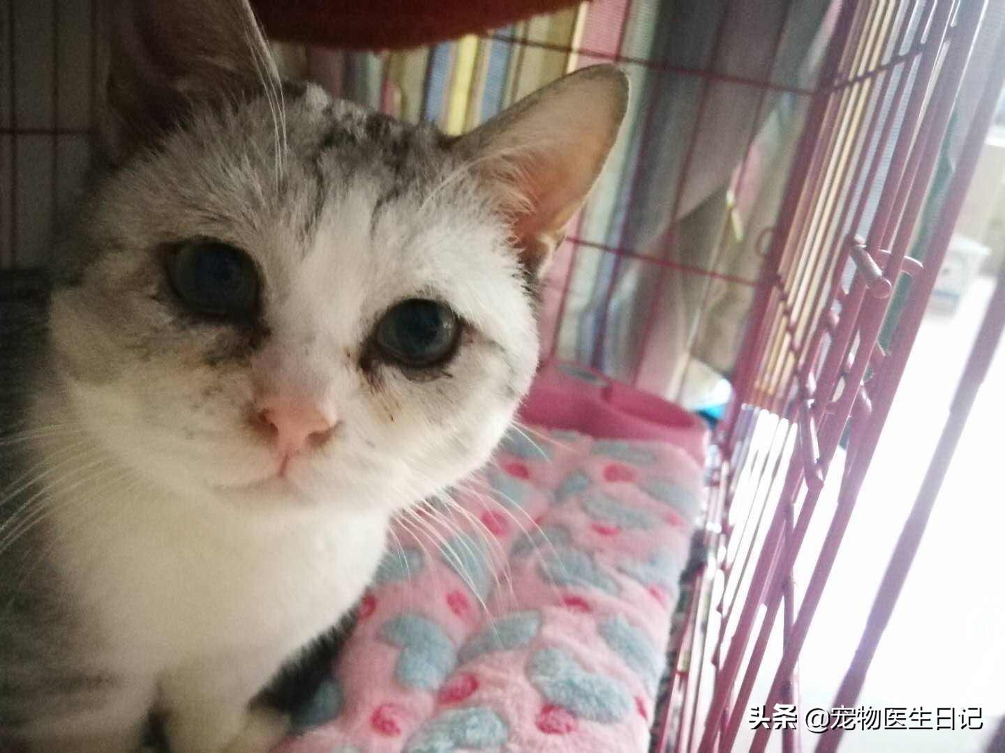 有價(jià)值三四百的貓嗎（三四百能買(mǎi)什么貓）