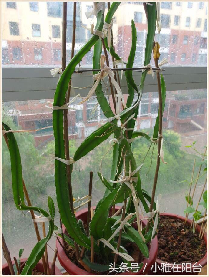 火龍果扦插后多久可以澆水，扦插多久結果，火龍果扦插后要澆水嗎？