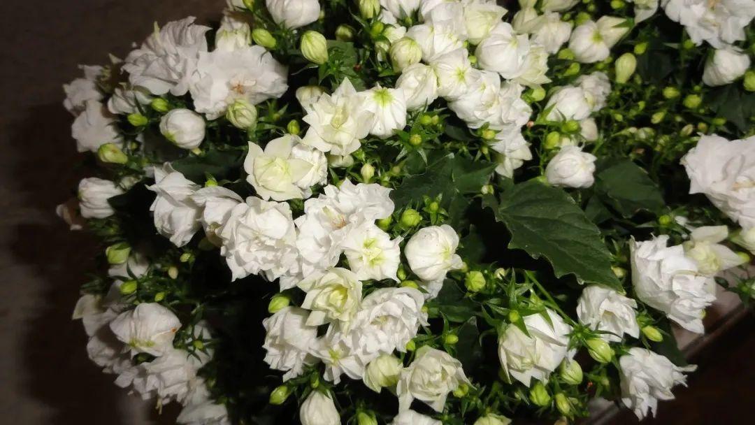 風(fēng)鈴草的繁殖方法，丹麥風(fēng)鈴草開(kāi)完花就不要了嗎？