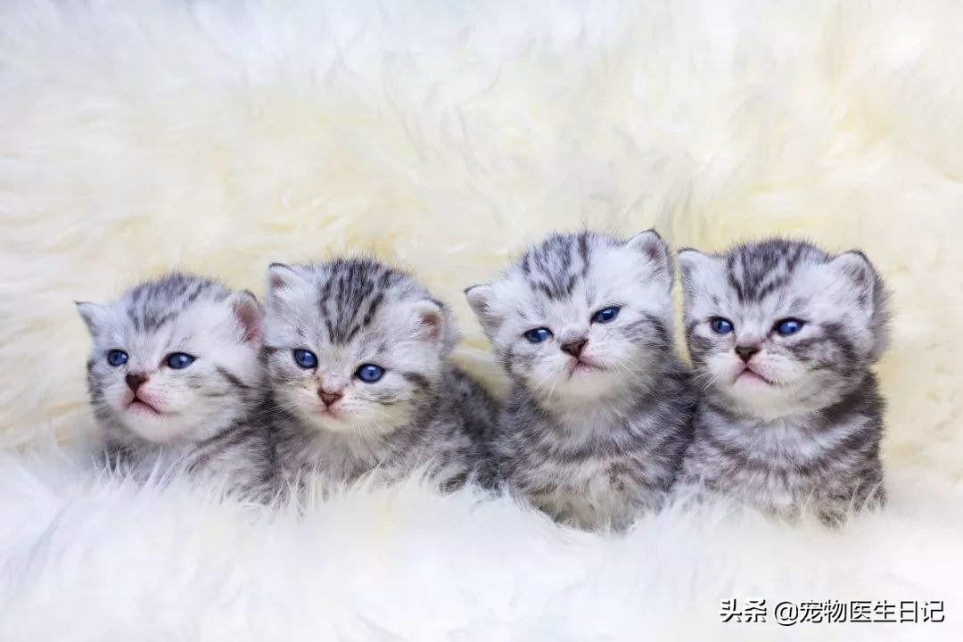 有價(jià)值三四百的貓嗎（三四百能買(mǎi)什么貓）