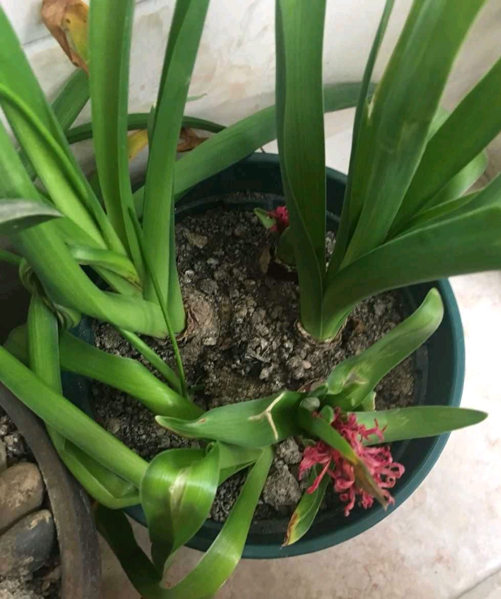 花朵凋謝后的風(fēng)信子怎么養，開(kāi)花后第二年還能開(kāi)花嗎，風(fēng)信子第二年能復花嗎？