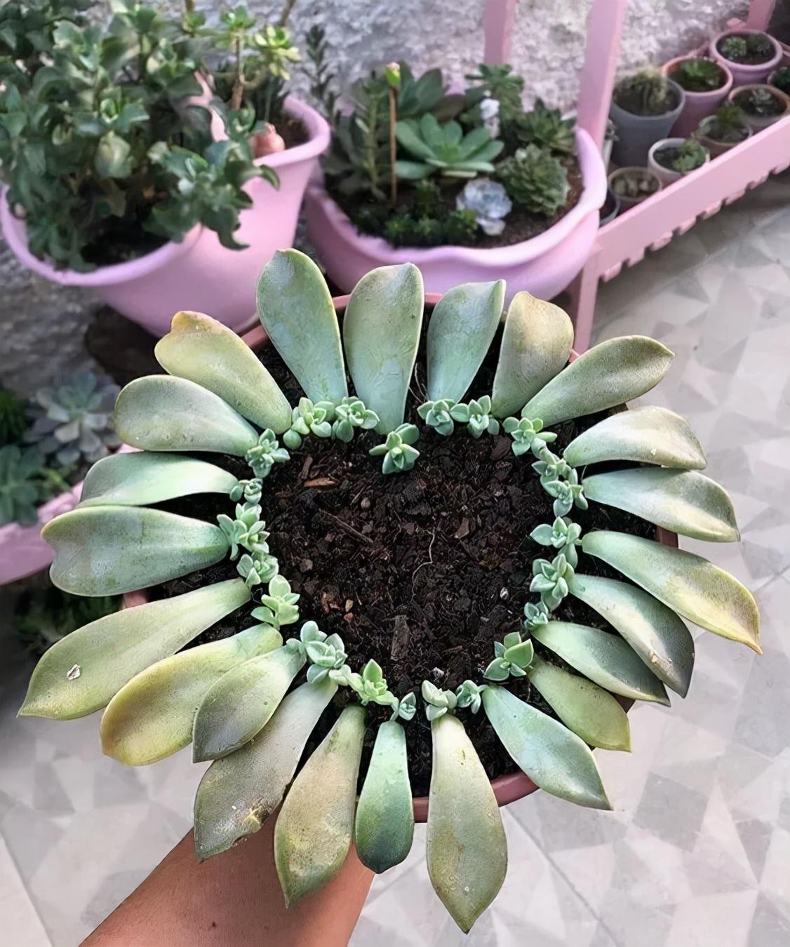 虹之玉的繁殖方法大全，虹之玉怎么葉插繁殖？