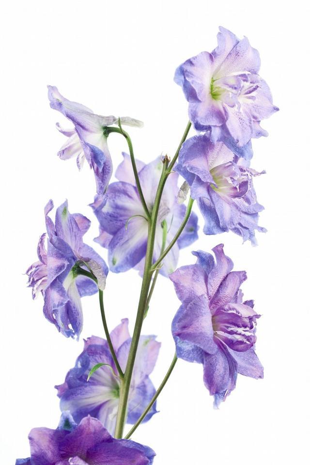 飛燕草的繁殖方法有哪些，飛燕草圖片？