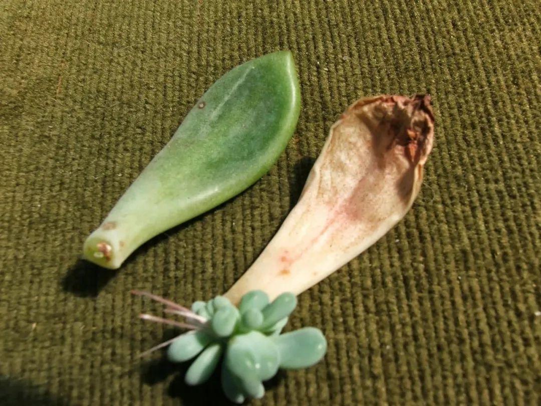 虹之玉的繁殖方法大全，虹之玉怎么葉插繁殖？