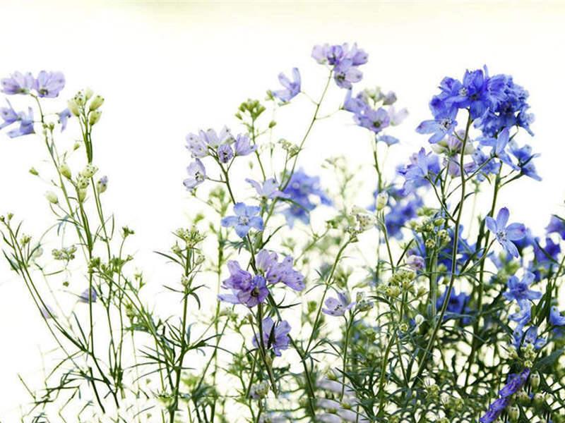 飛燕草如何施肥，大花飛燕草怎么過(guò)冬？