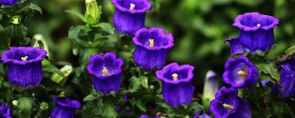 風(fēng)鈴草怎么施肥，風(fēng)鈴草的樣子？