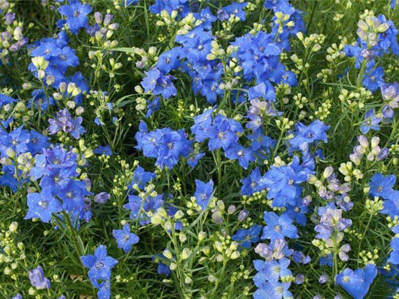 飛燕草如何施肥，大花飛燕草怎么過(guò)冬？