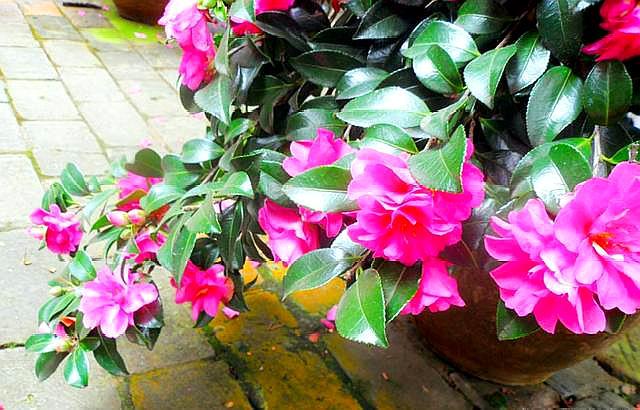 鳳仙花怎么修剪，什么季節可以修剪，鳳仙花哪個(gè)季節開(kāi)放？