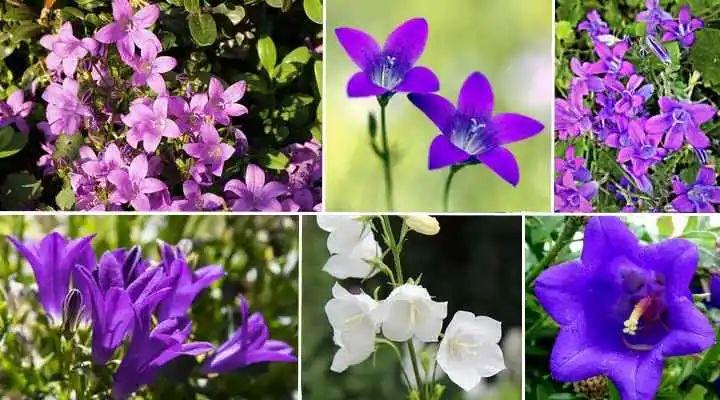 風(fēng)鈴草的繁殖方法，丹麥風(fēng)鈴草開(kāi)完花就不要了嗎？