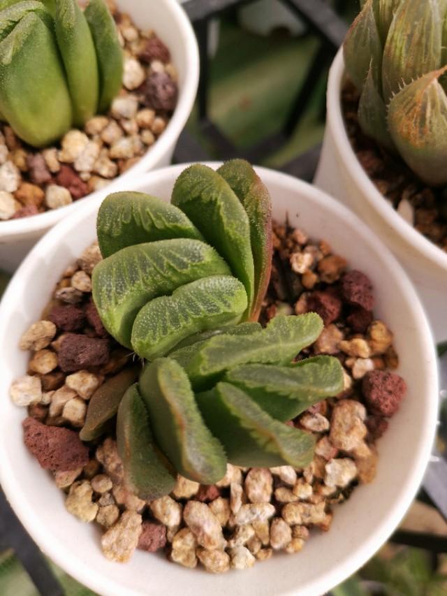 虹之玉怎么澆水，黃麗多肉植物圖片？