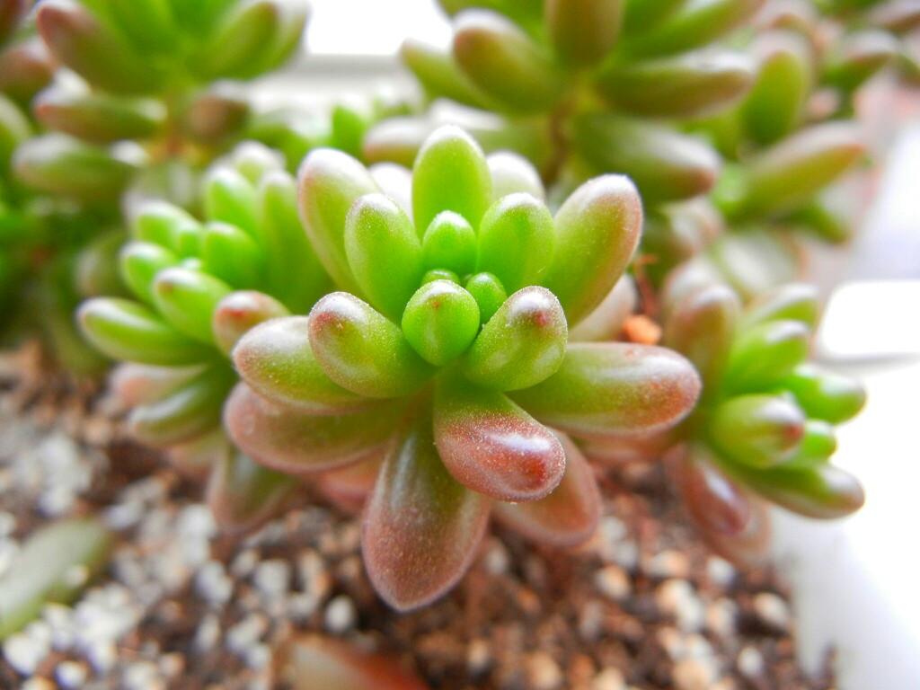 虹之玉徒長(cháng)怎么辦，虹之玉徒長(cháng)嚴重圖片？