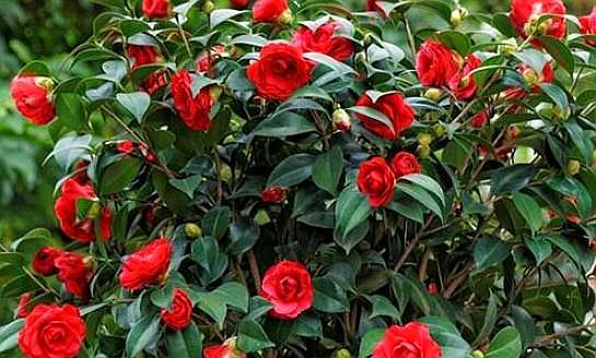 鳳仙花怎么修剪，什么季節可以修剪，鳳仙花哪個(gè)季節開(kāi)放？