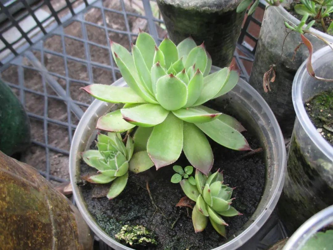 虹之玉的繁殖方法大全，虹之玉怎么葉插繁殖？