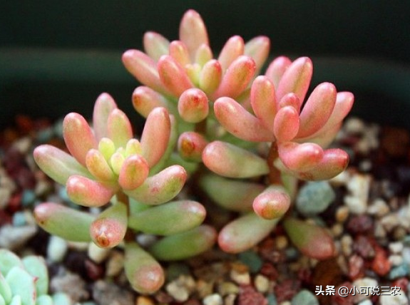 虹之玉長(cháng)高了怎么修剪，虹之玉一碰就掉葉子？