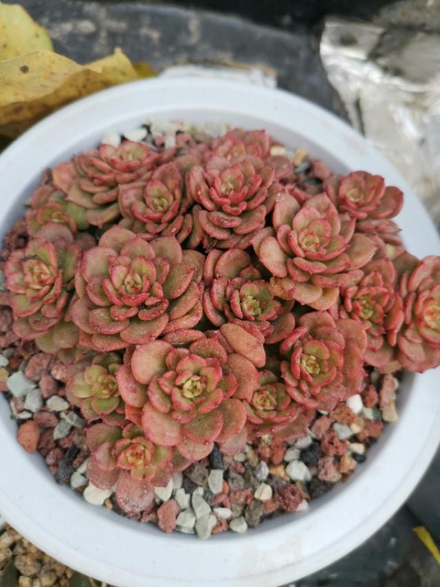 虹之玉怎么澆水，黃麗多肉植物圖片？