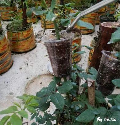 茶梅怎么扦插，茶梅扦插生根最快方法?