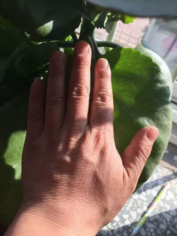 長(cháng)壽花施肥方法，用什么肥好，長(cháng)壽花用什么肥好什么時(shí)候施肥合適?