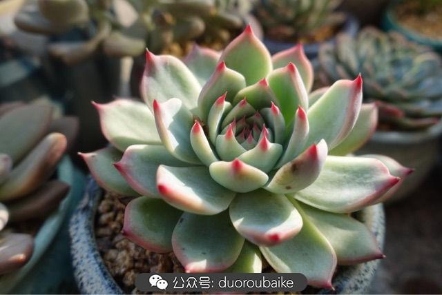 多肉白鳥(niǎo)怎么施肥，白鳥(niǎo)多肉爆盆?