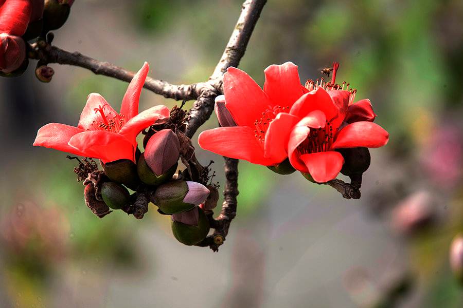桂花是哪個(gè)城市的市花，開(kāi)花季節，桂花是哪個(gè)季節開(kāi)花?