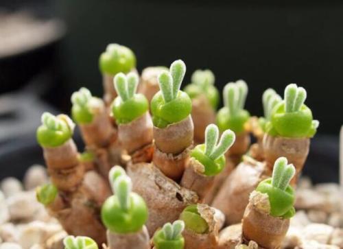 碧光環(huán)怎么播種，碧光環(huán)怎么保持短耳朵?