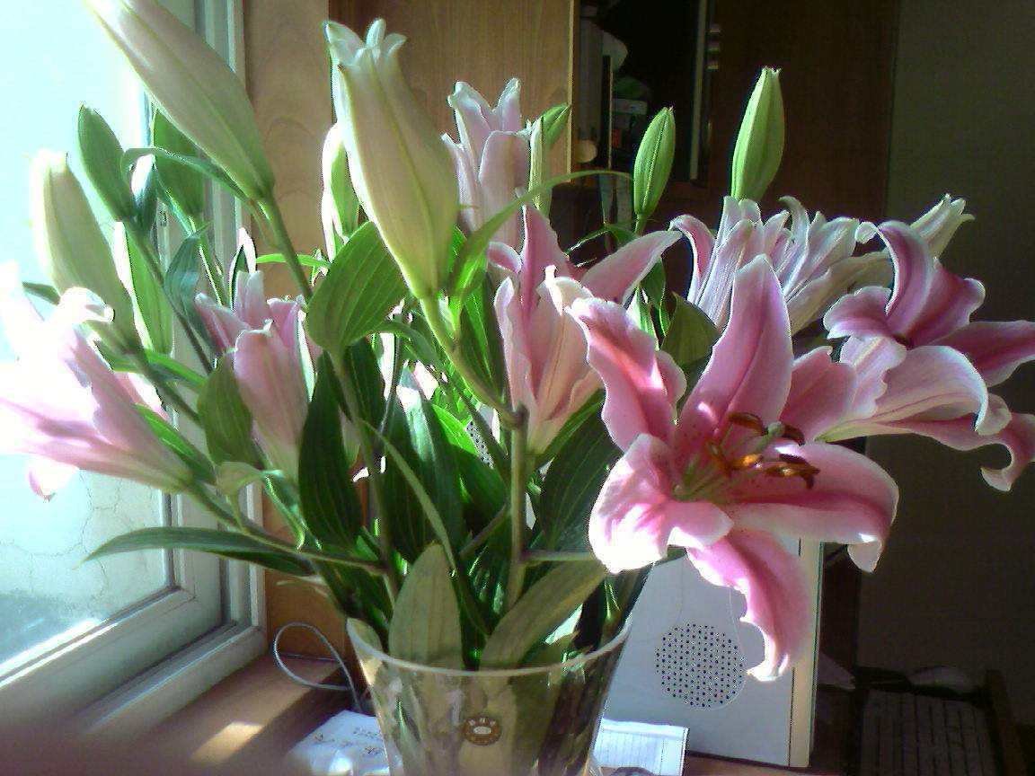 百合花長(cháng)太高怎么處理，百合徒長(cháng)能導致不開(kāi)花嗎，百合打頂圖解?