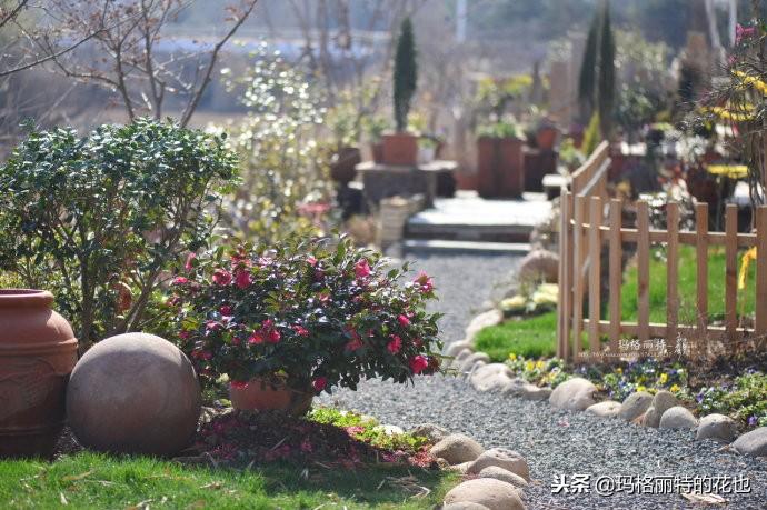 如何使茶梅在圣誕開(kāi)花，茶梅開(kāi)白花怎么辦?