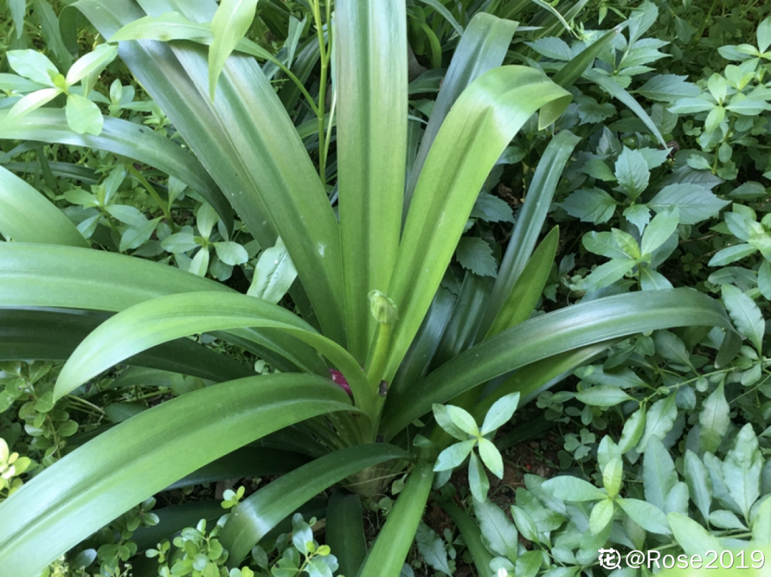 百子蓮怎么過(guò)冬，百子蓮冬天會(huì )凍死嗎?