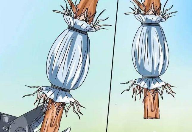 茶花壓條多久生根，空中壓條繁殖技術(shù)，臘梅壓條繁殖時(shí)間?