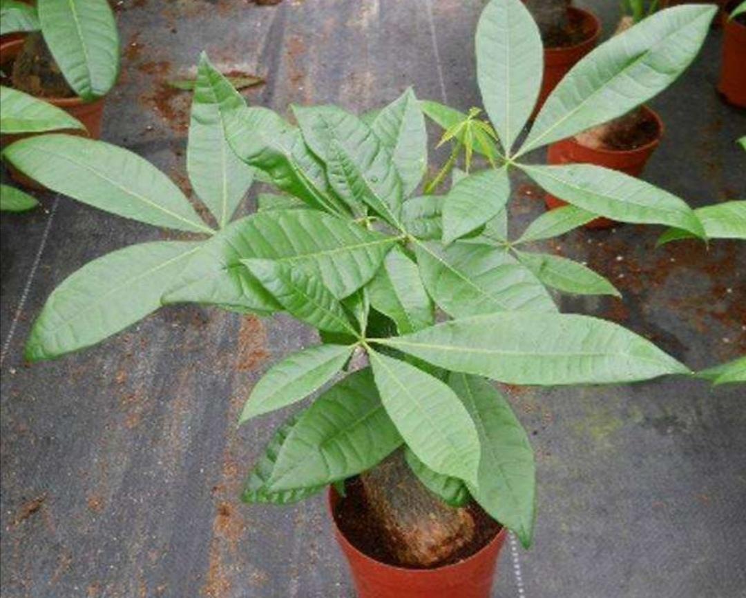 發(fā)財樹(shù)怎么過(guò)冬，葉子發(fā)黃是怎么回事，發(fā)財樹(shù)葉子發(fā)黃怎么救?