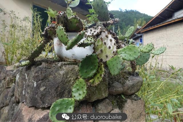 多肉白鳥(niǎo)怎么施肥，白鳥(niǎo)多肉爆盆?