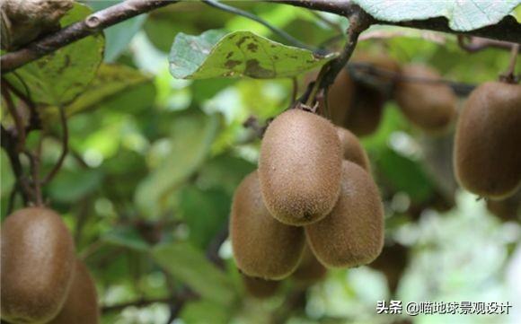 長(cháng)春蔓開(kāi)花嗎，長(cháng)春蔓和常春藤一樣嗎?