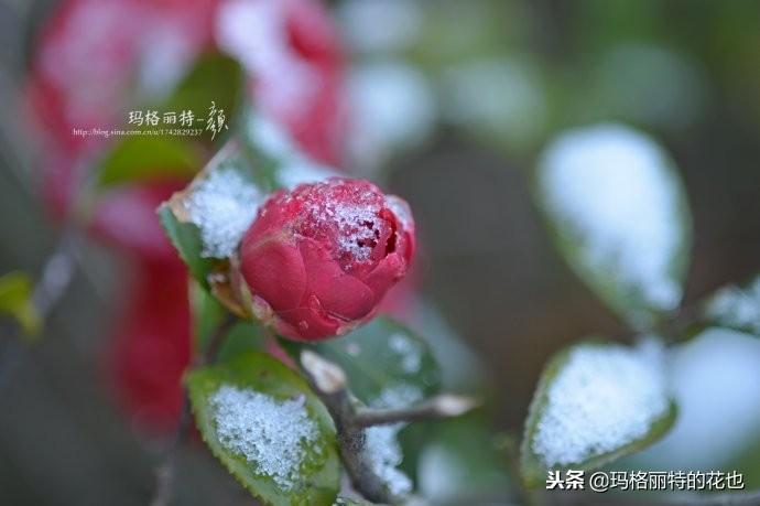 如何使茶梅在圣誕開(kāi)花，茶梅開(kāi)白花怎么辦?